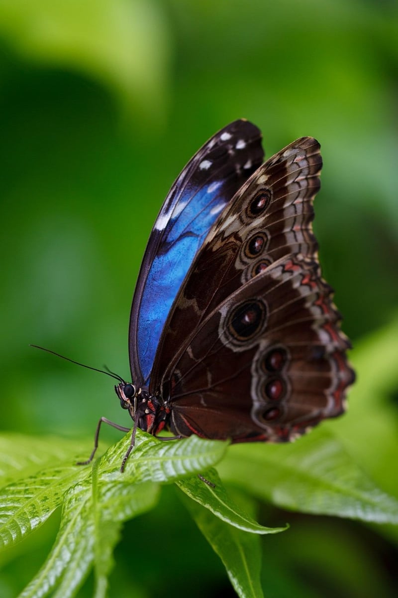 Butterfly Effect